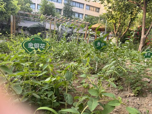 中草药长势.jpg