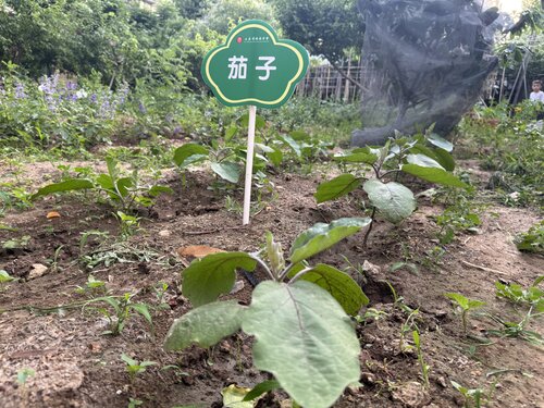 茄子长势.jpg